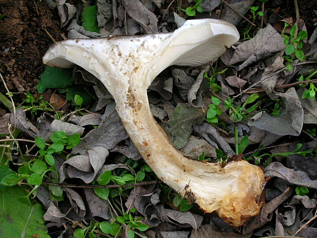 Clitocybe geotropa e Omphalotus olearius